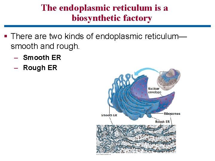 The endoplasmic reticulum is a biosynthetic factory § There are two kinds of endoplasmic