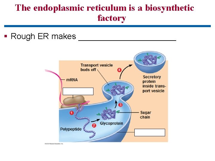 The endoplasmic reticulum is a biosynthetic factory § Rough ER makes ___________ 