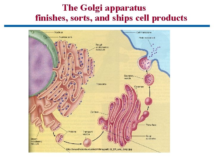 The Golgi apparatus finishes, sorts, and ships cell products 