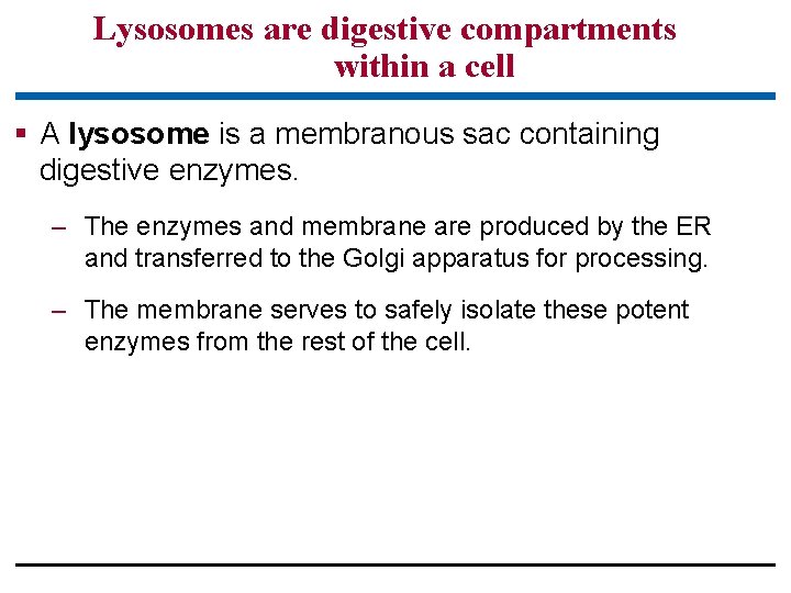 Lysosomes are digestive compartments within a cell § A lysosome is a membranous sac