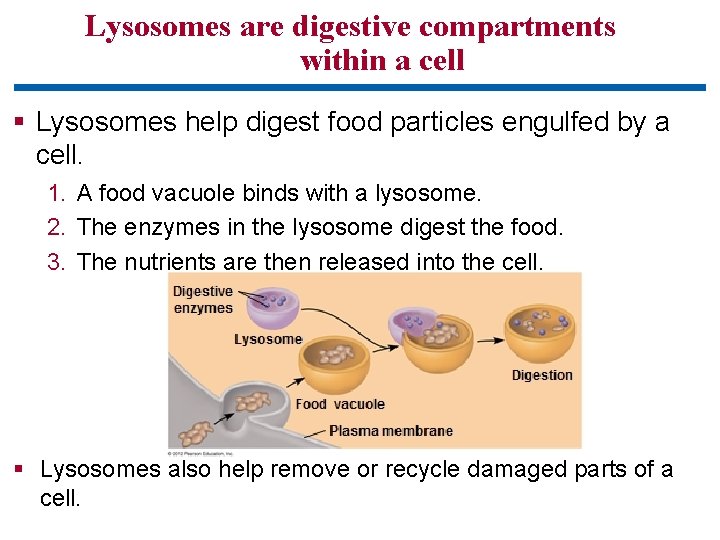 Lysosomes are digestive compartments within a cell § Lysosomes help digest food particles engulfed