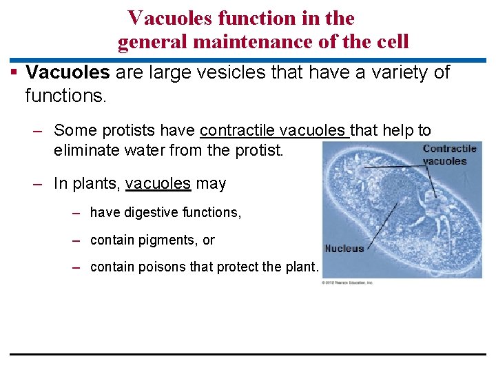 Vacuoles function in the general maintenance of the cell § Vacuoles are large vesicles