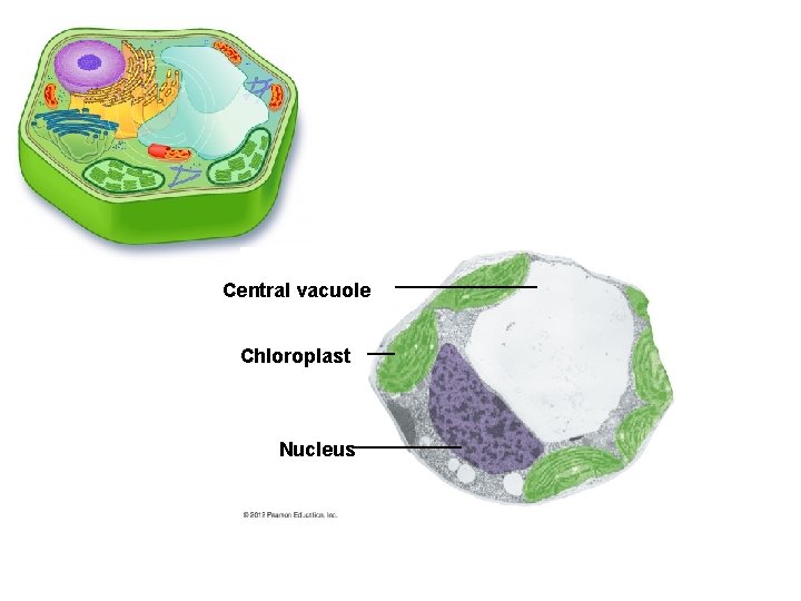 Central vacuole Chloroplast Nucleus 