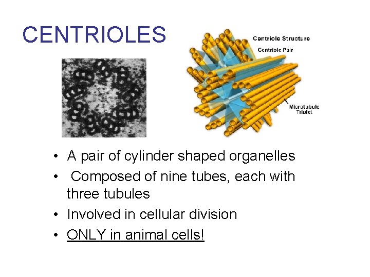 CENTRIOLES • A pair of cylinder shaped organelles • Composed of nine tubes, each