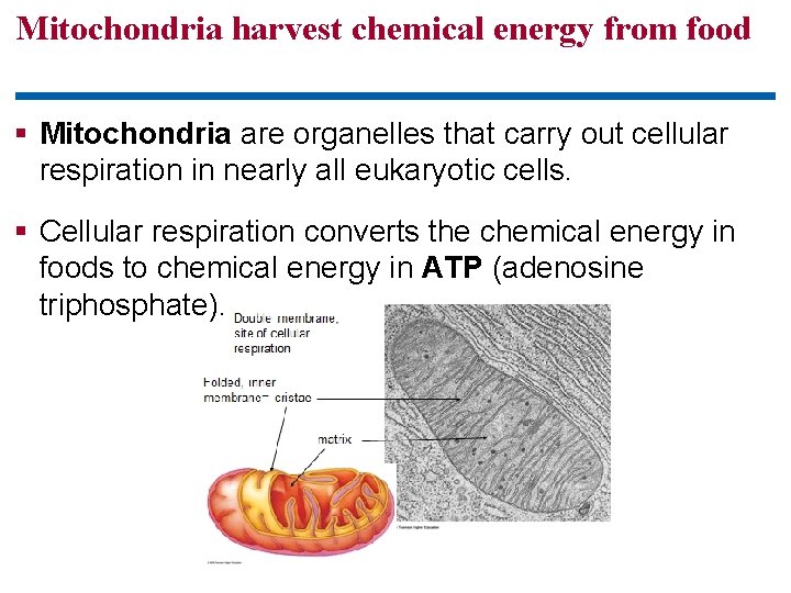 Mitochondria harvest chemical energy from food § Mitochondria are organelles that carry out cellular