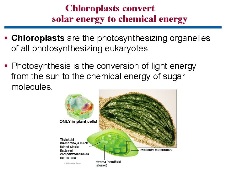 Chloroplasts convert solar energy to chemical energy § Chloroplasts are the photosynthesizing organelles of