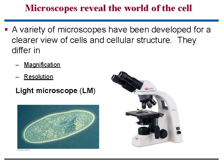 Microscopes reveal the world of the cell § A variety of microscopes have been