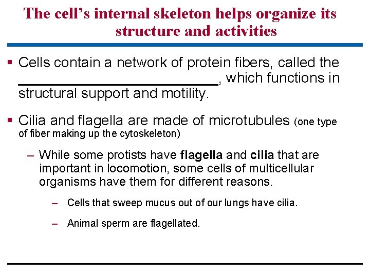 The cell’s internal skeleton helps organize its structure and activities § Cells contain a