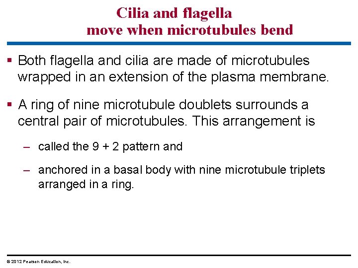 Cilia and flagella move when microtubules bend § Both flagella and cilia are made