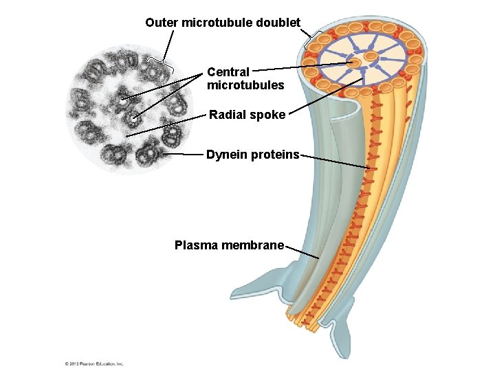 Outer microtubule doublet Central microtubules Radial spoke Dynein proteins Plasma membrane 