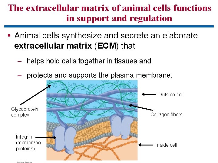 The extracellular matrix of animal cells functions in support and regulation § Animal cells