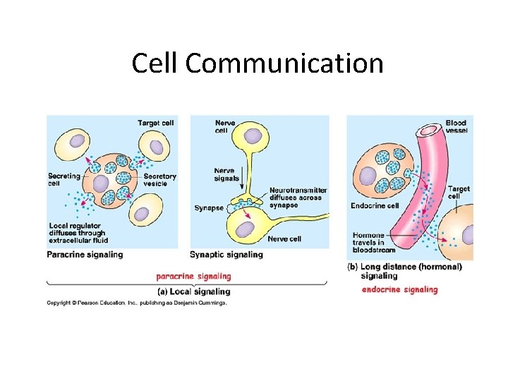 Cell Communication 