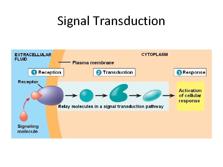 Signal Transduction 
