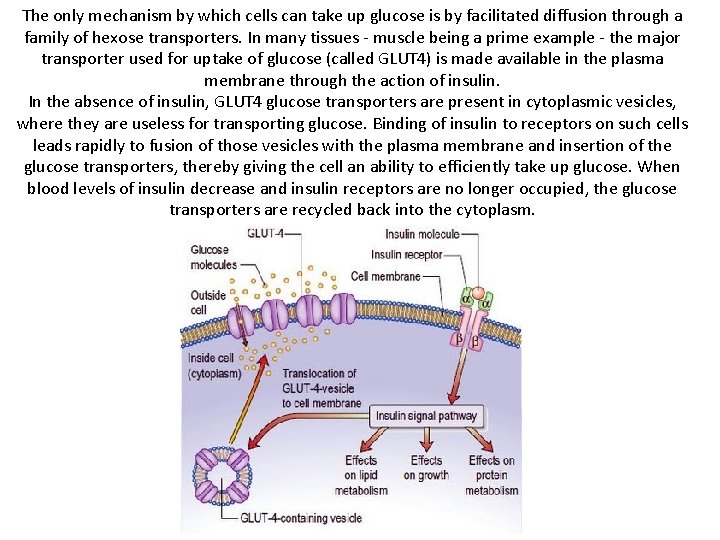 The only mechanism by which cells can take up glucose is by facilitated diffusion