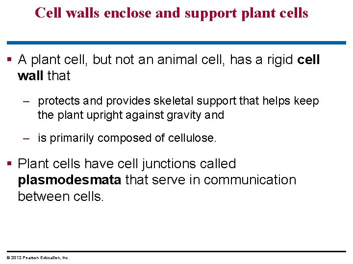 Cell walls enclose and support plant cells § A plant cell, but not an