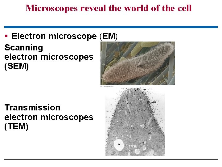 Microscopes reveal the world of the cell § Electron microscope (EM) Scanning electron microscopes