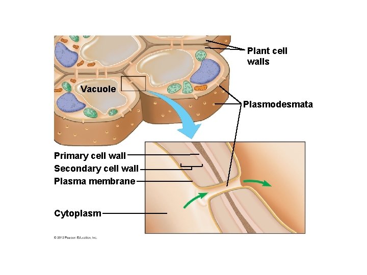 Plant cell walls Vacuole Plasmodesmata Primary cell wall Secondary cell wall Plasma membrane Cytoplasm