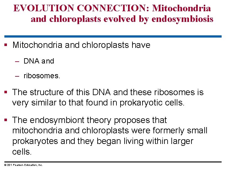EVOLUTION CONNECTION: Mitochondria and chloroplasts evolved by endosymbiosis § Mitochondria and chloroplasts have –