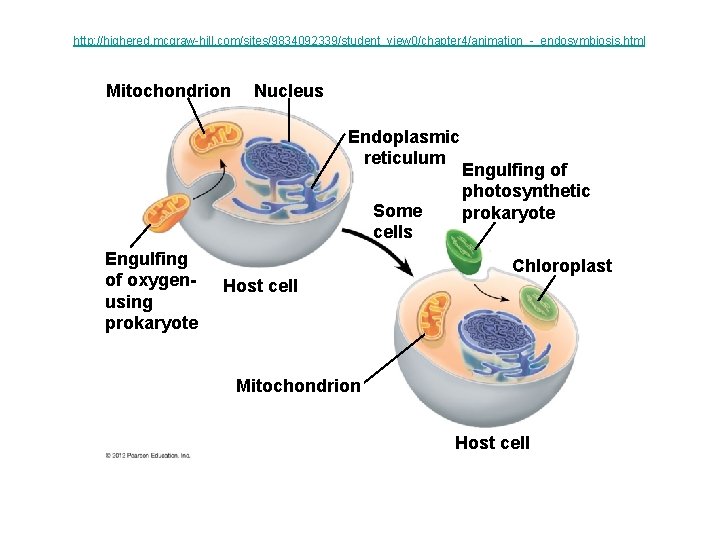 http: //highered. mcgraw-hill. com/sites/9834092339/student_view 0/chapter 4/animation_-_endosymbiosis. html Mitochondrion Nucleus Endoplasmic reticulum Some cells Engulfing