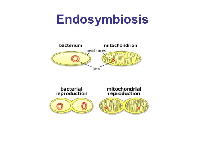 Endosymbiosis 