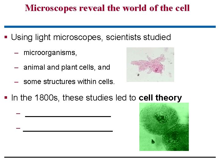 Microscopes reveal the world of the cell § Using light microscopes, scientists studied –
