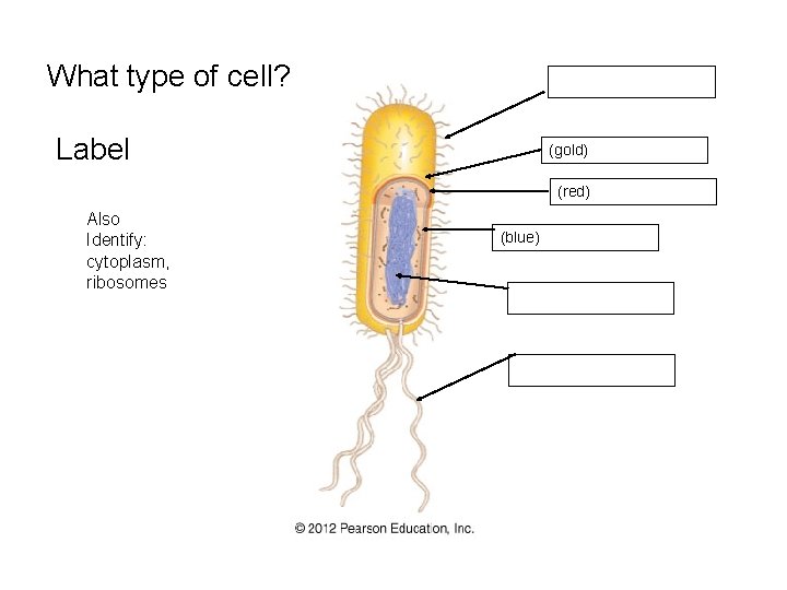 What type of cell? Label (gold) (red) Also Identify: cytoplasm, ribosomes (blue) 