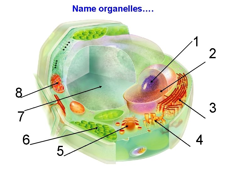 Name organelles…. 1 8 3 7 6 2 5 4 