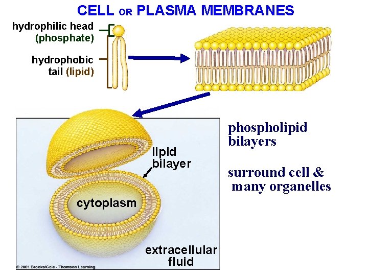 CELL OR PLASMA MEMBRANES hydrophilic head (phosphate) hydrophobic tail (lipid) lipid bilayer cytoplasm extracellular