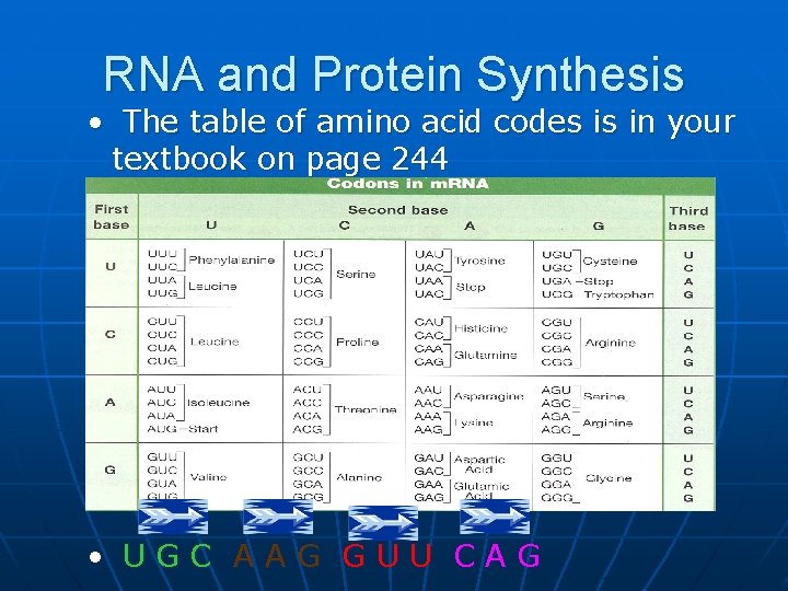 RNA and Protein Synthesis • The table of amino acid codes is in your