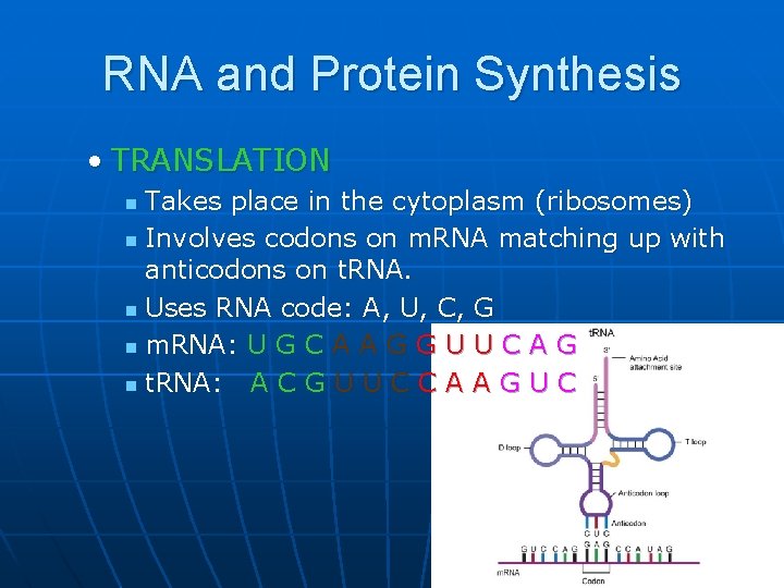 RNA and Protein Synthesis • TRANSLATION Takes place in the cytoplasm (ribosomes) n Involves