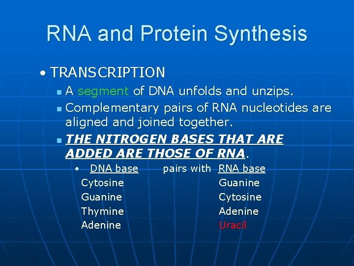 RNA and Protein Synthesis • TRANSCRIPTION A segment of DNA unfolds and unzips. n