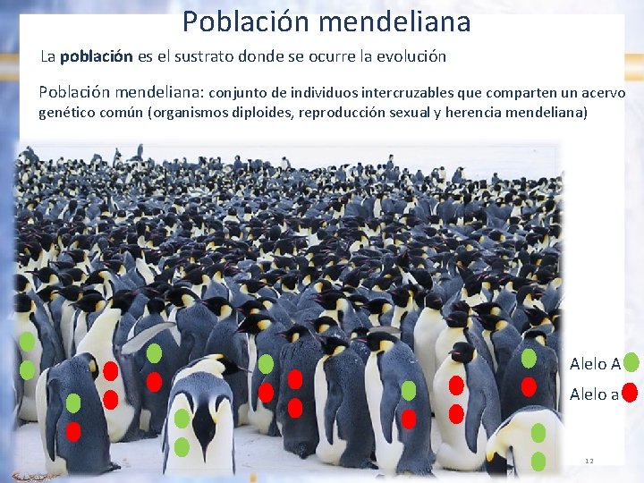 Población mendeliana La población es el sustrato donde se ocurre la evolución Población mendeliana: