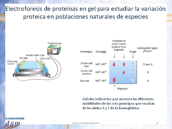 Electroforesis de proteínas en gel para estudiar la variación proteica en poblaciones naturales de
