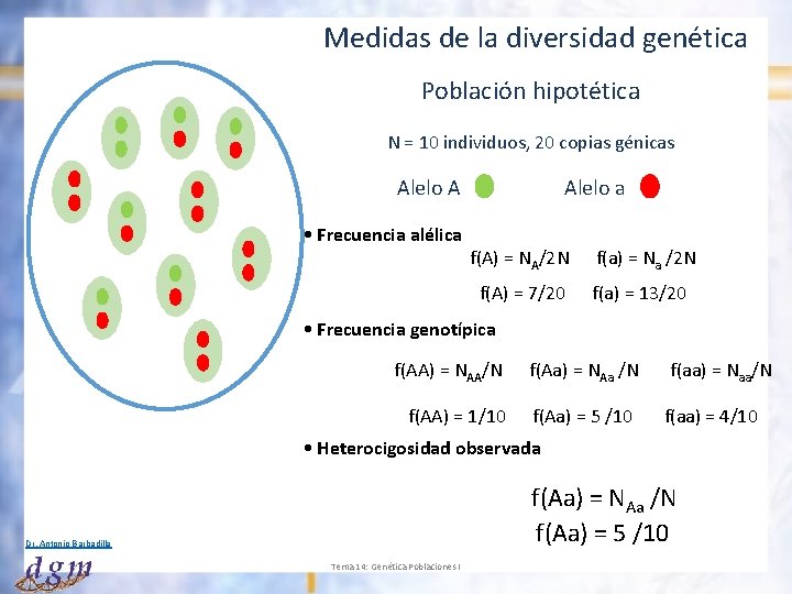 Medidas de la diversidad genética Población hipotética N = 10 individuos, 20 copias génicas