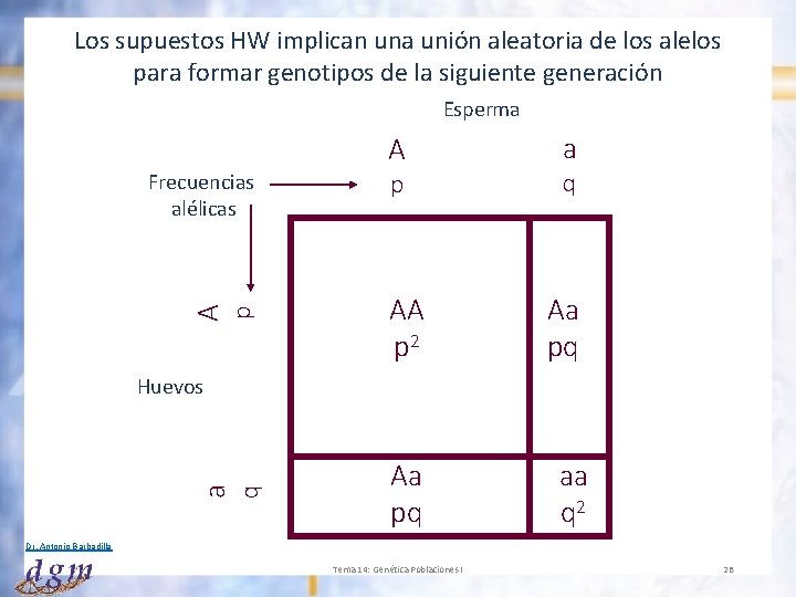 Los supuestos HW implican una unión aleatoria de los alelos para formar genotipos de