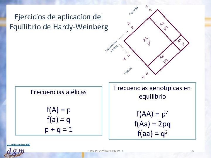 Ejercicios de aplicación del Equilibrio de Hardy-Weinberg Frecuencias alélicas f(A) = p f(a) =