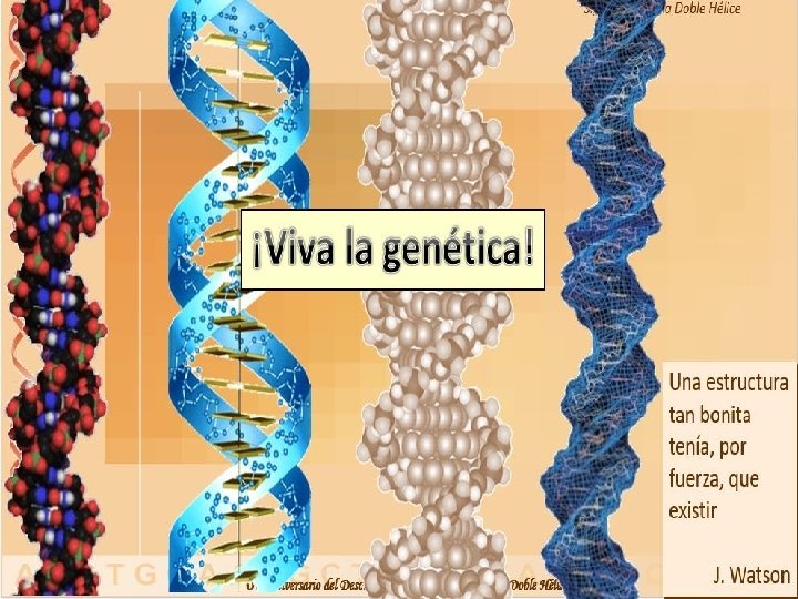 Dr. Antonio Barbadilla Tema 14: Genética Poblaciones I 46 