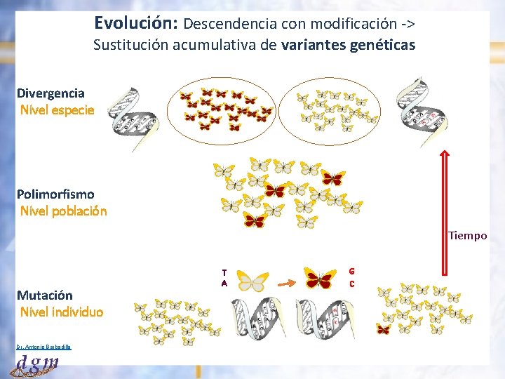 Evolución: Descendencia con modificación -> Sustitución acumulativa de variantes genéticas Divergencia Nivel especie Polimorfismo