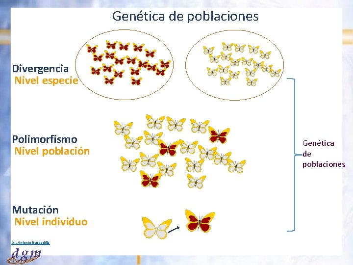 Genética de poblaciones Divergencia Nivel especie Polimorfismo Nivel población Mutación Nivel individuo Dr. Antonio