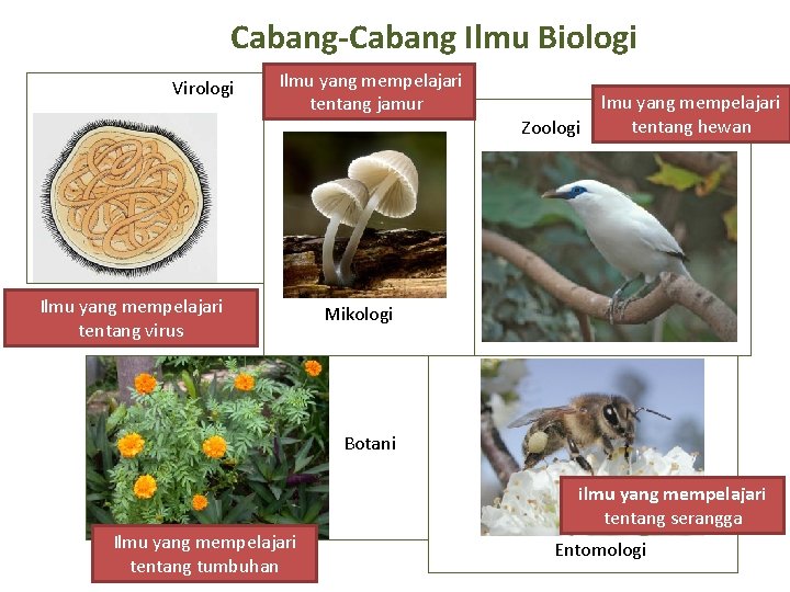 Cabang-Cabang Ilmu Biologi Virologi Ilmu yang mempelajari tentang jamur Zoologi Ilmu yang mempelajari tentang