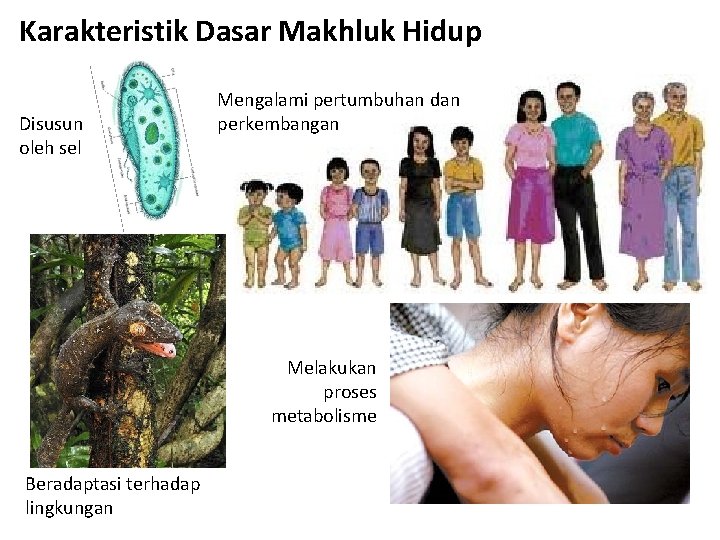 Karakteristik Dasar Makhluk Hidup Disusun oleh sel Mengalami pertumbuhan dan perkembangan Melakukan proses metabolisme