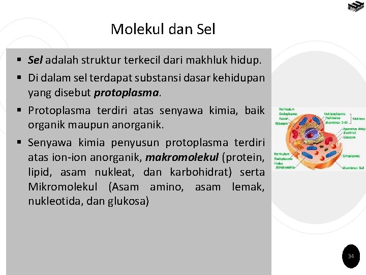 Molekul dan Sel § Sel adalah struktur terkecil dari makhluk hidup. § Di dalam