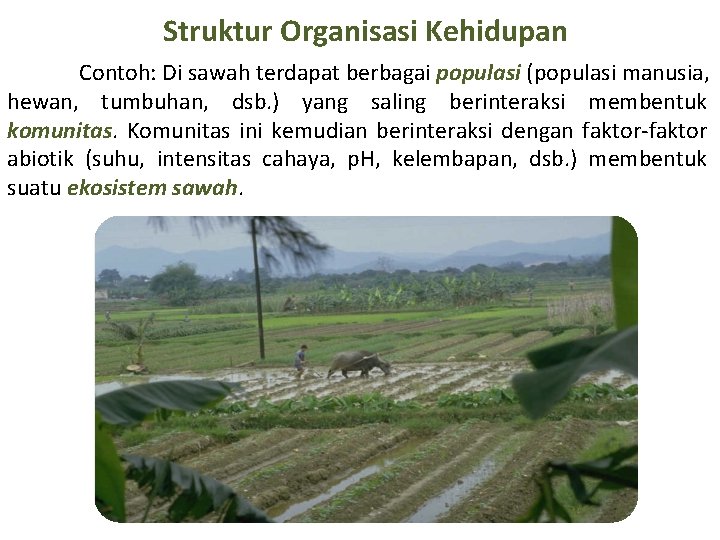 Struktur Organisasi Kehidupan Contoh: Di sawah terdapat berbagai populasi (populasi manusia, hewan, tumbuhan, dsb.