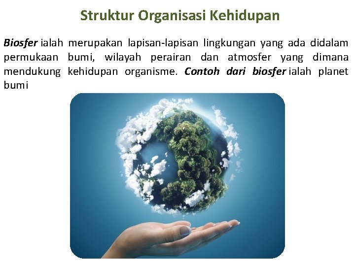 Struktur Organisasi Kehidupan Biosfer ialah merupakan lapisan-lapisan lingkungan yang ada didalam permukaan bumi, wilayah