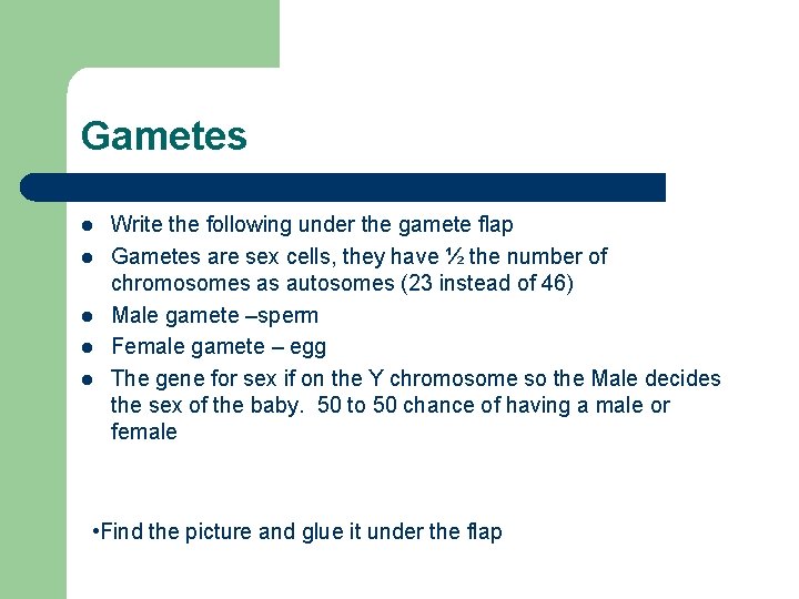 Gametes l l l Write the following under the gamete flap Gametes are sex