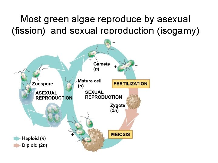 Most green algae reproduce by asexual (fission) and sexual reproduction (isogamy) 