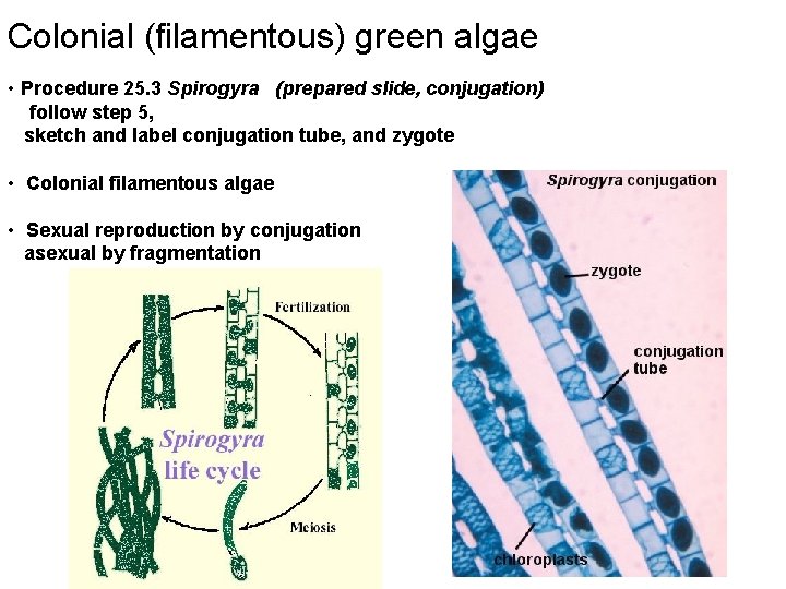 Colonial (filamentous) green algae • Procedure 25. 3 Spirogyra (prepared slide, conjugation) follow step