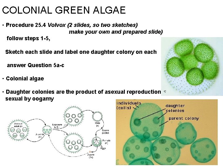 COLONIAL GREEN ALGAE • Procedure 25. 4 Volvox (2 slides, so two sketches) make