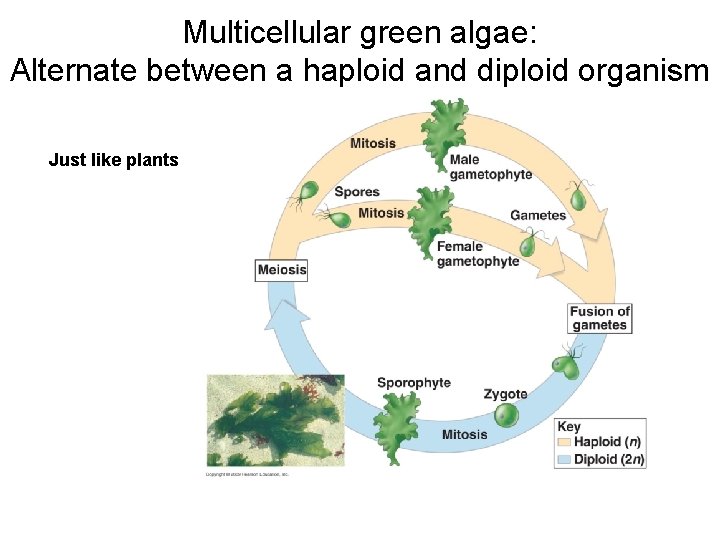 Multicellular green algae: Alternate between a haploid and diploid organism Just like plants 