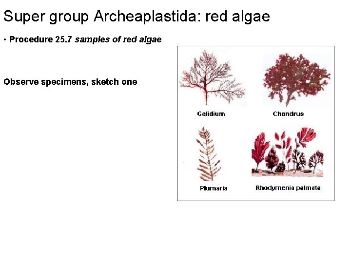 Super group Archeaplastida: red algae • Procedure 25. 7 samples of red algae Observe